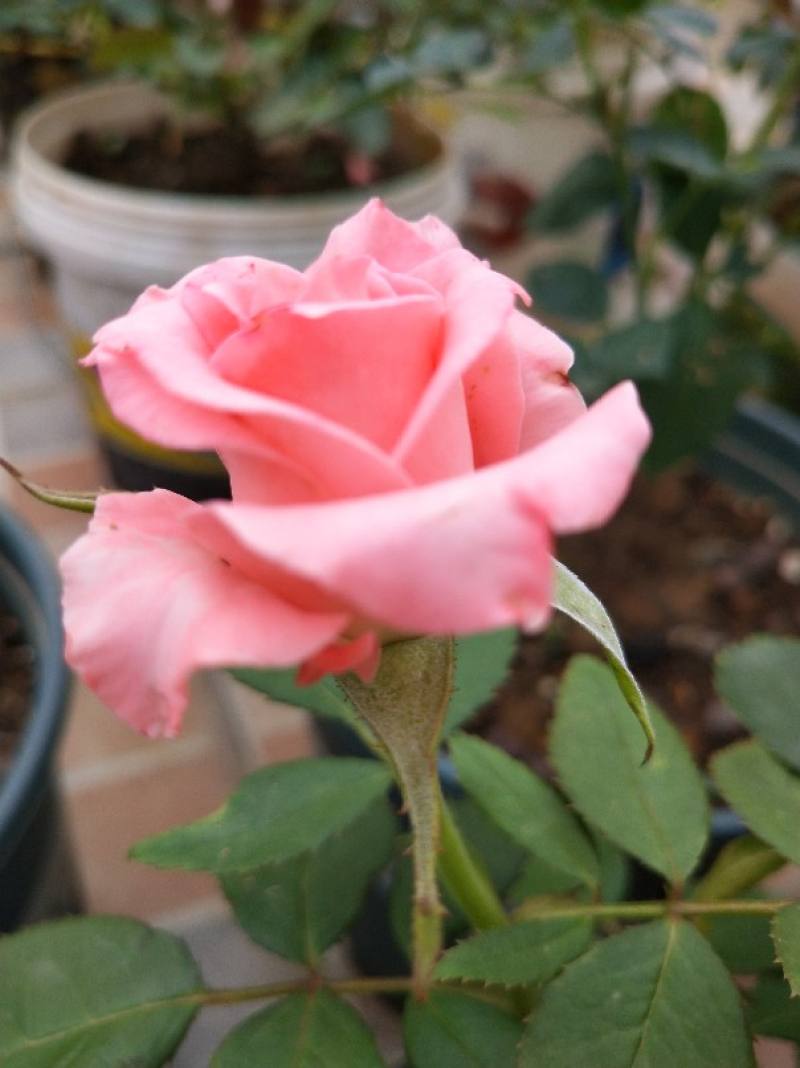 戴安娜月季优缺