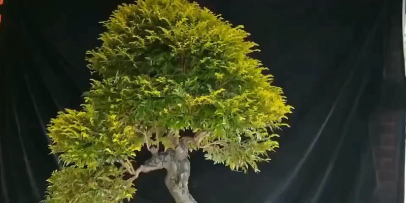小叶紫檀开花寓意