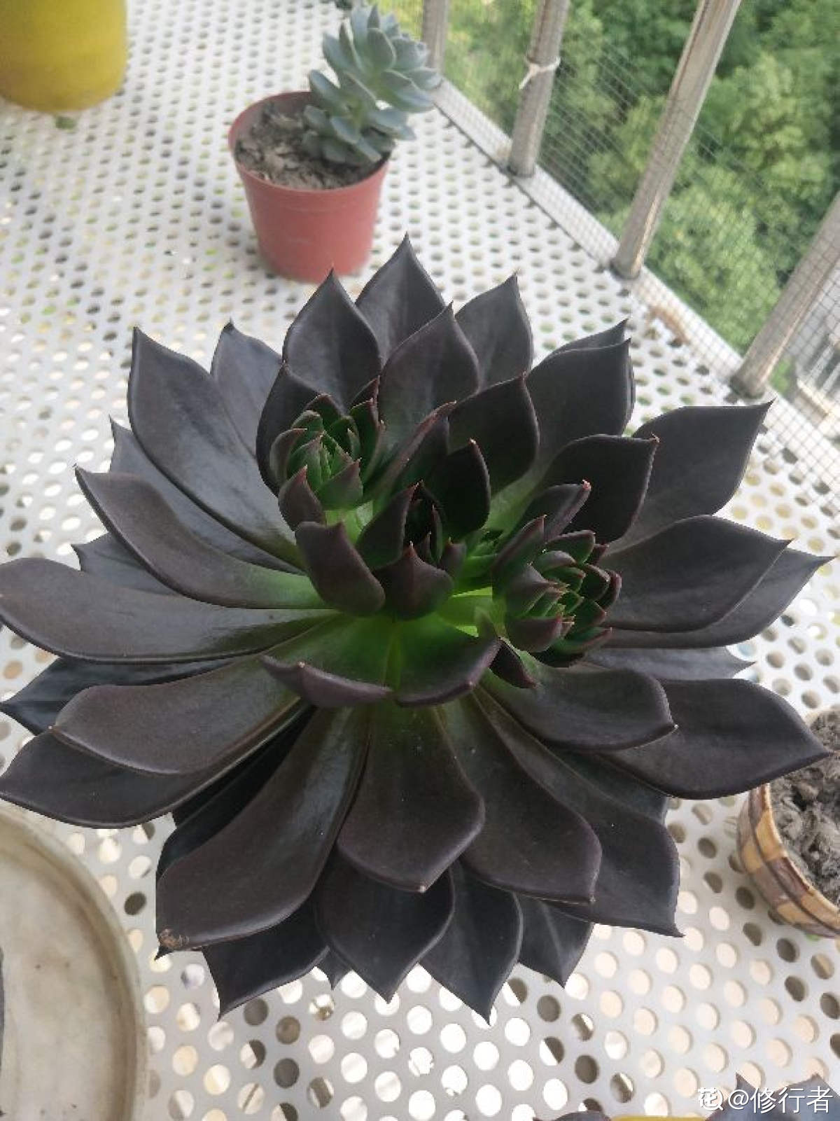 黑王子
