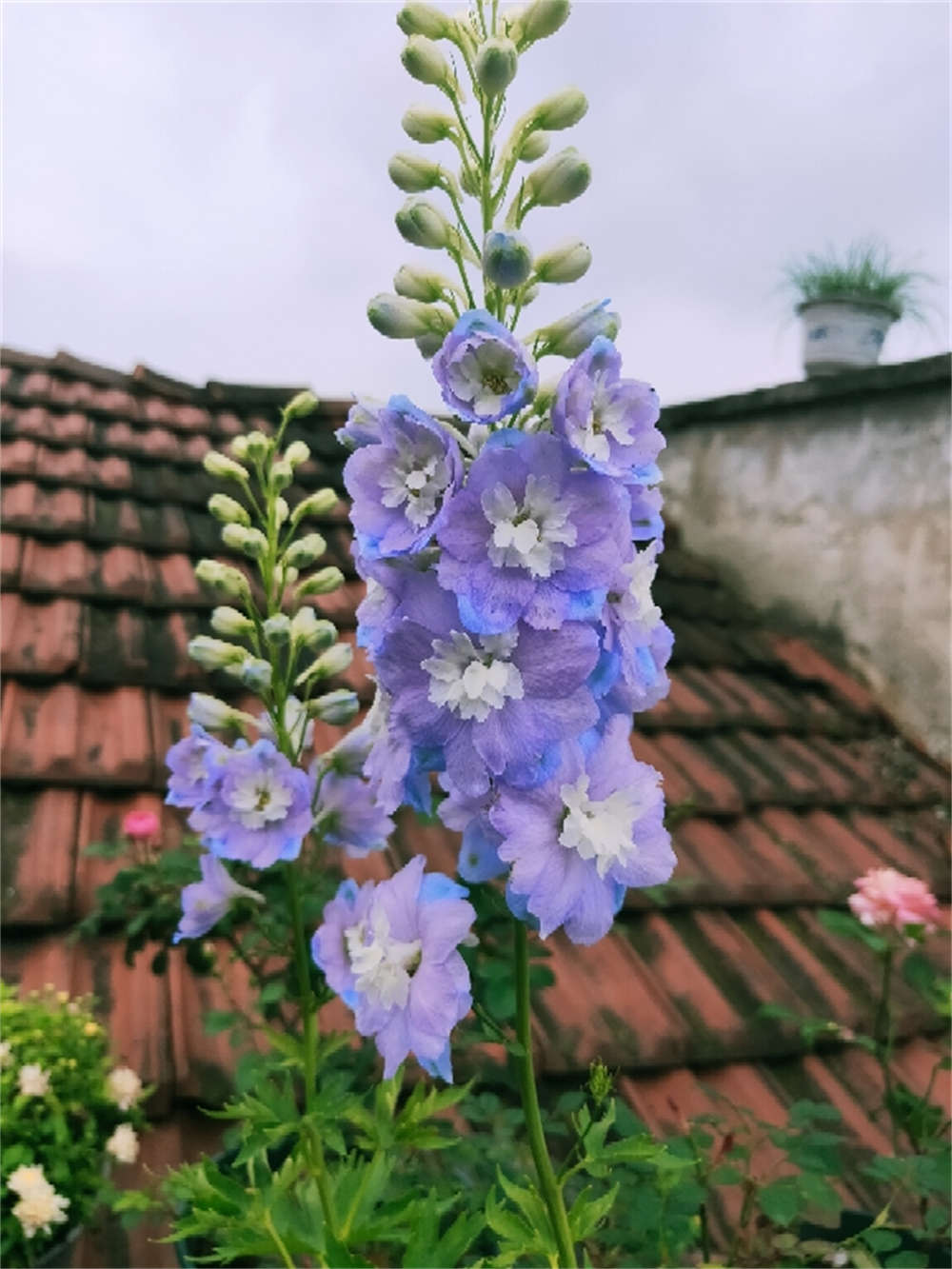 千鸟飞燕花语图片