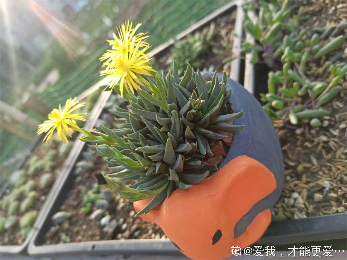 清新照波