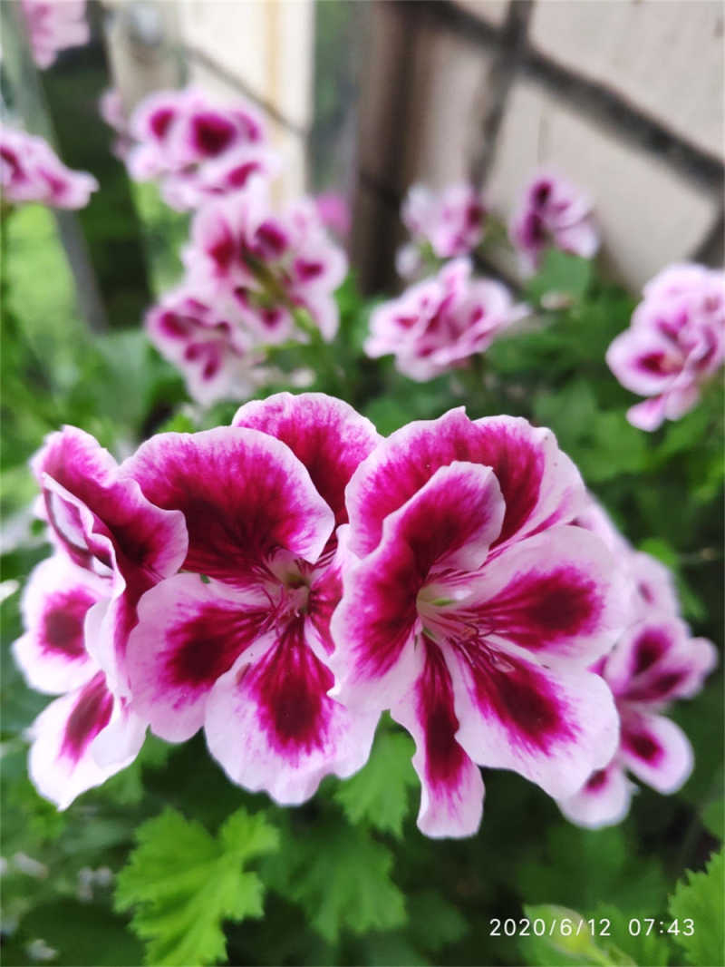 天使之眼香叶天竺葵夏日玫瑰