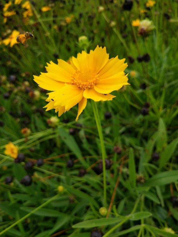 “入侵”的大花金鸡菊