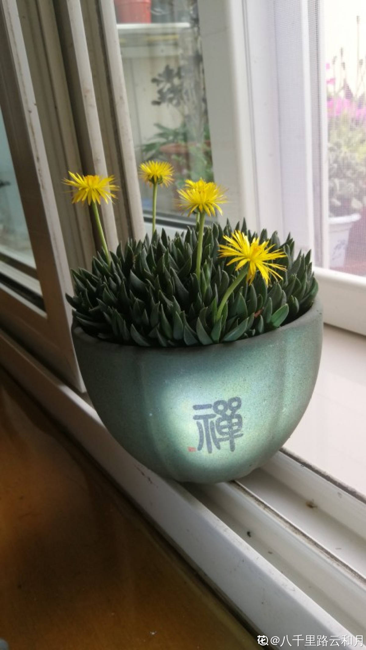 午后花开,清新照波