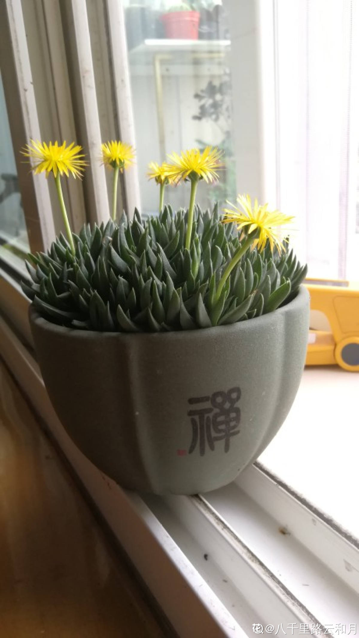 照波