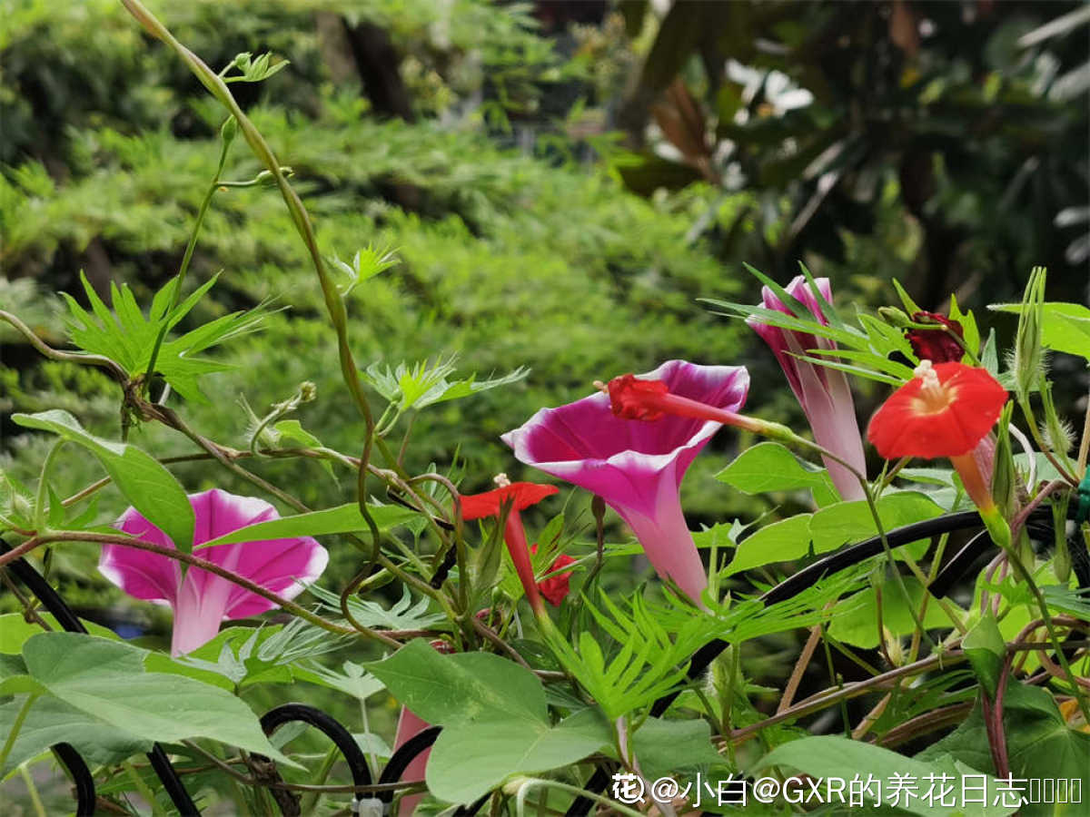 茑萝喇叭花吊兰乱拍的