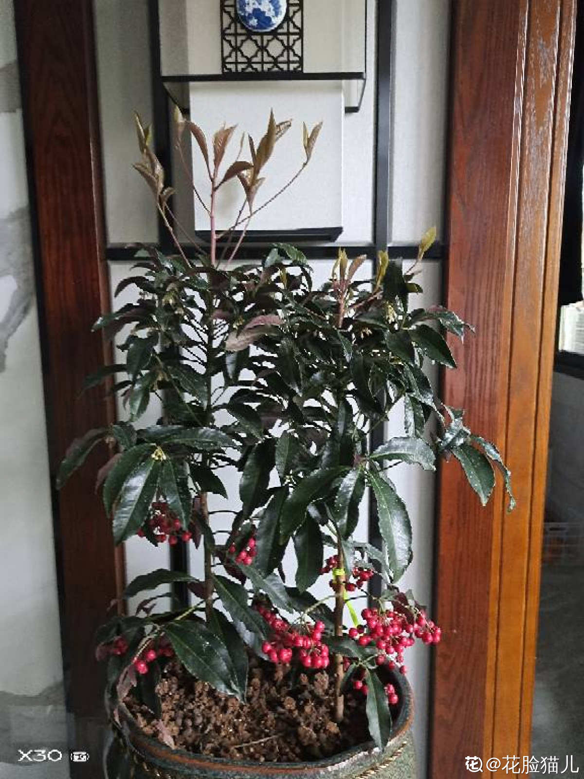 腰缠万贯花怎么养才能长出小果实 花百科 腰缠万贯花怎么养才能长出小果实 花百科