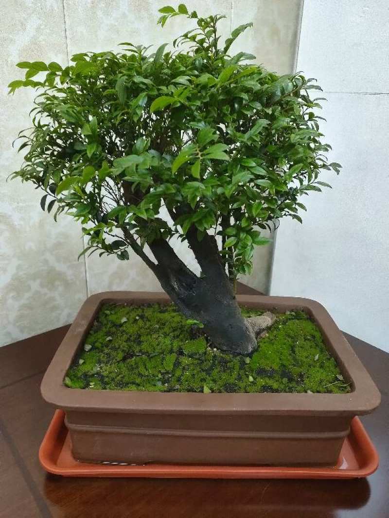 小叶紫檀开花寓意