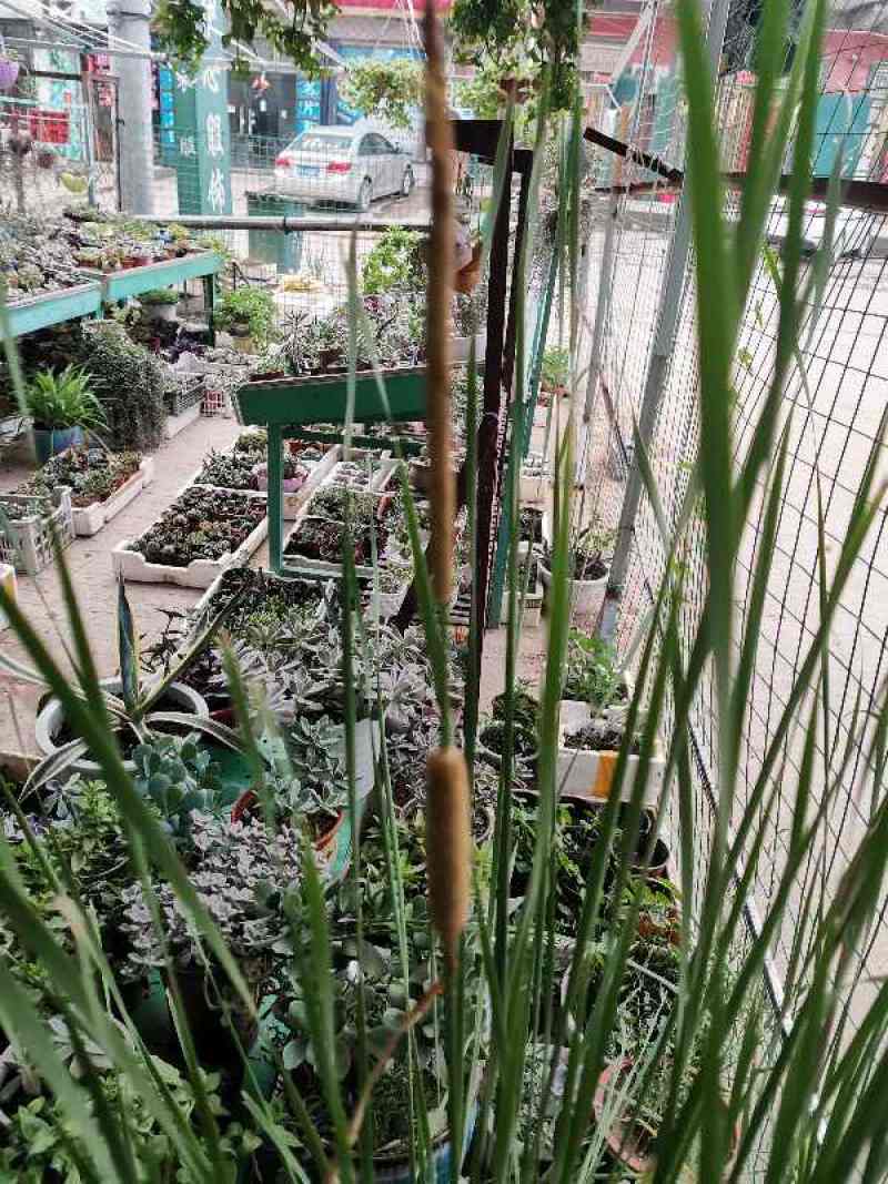 香蒲棒