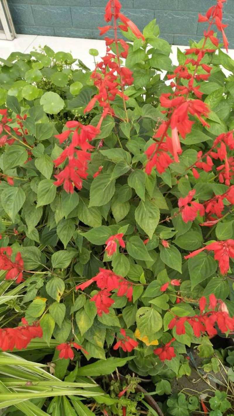 一串红养殖与注意事项