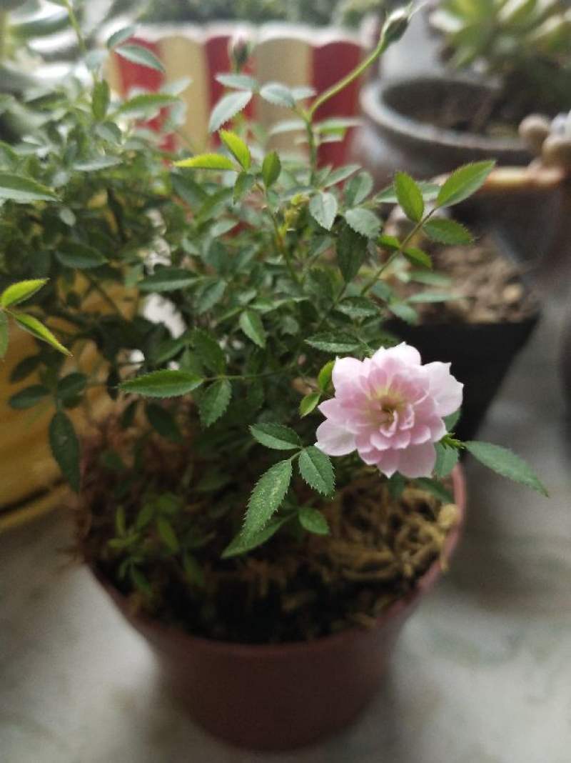 姬月季叶子干枯