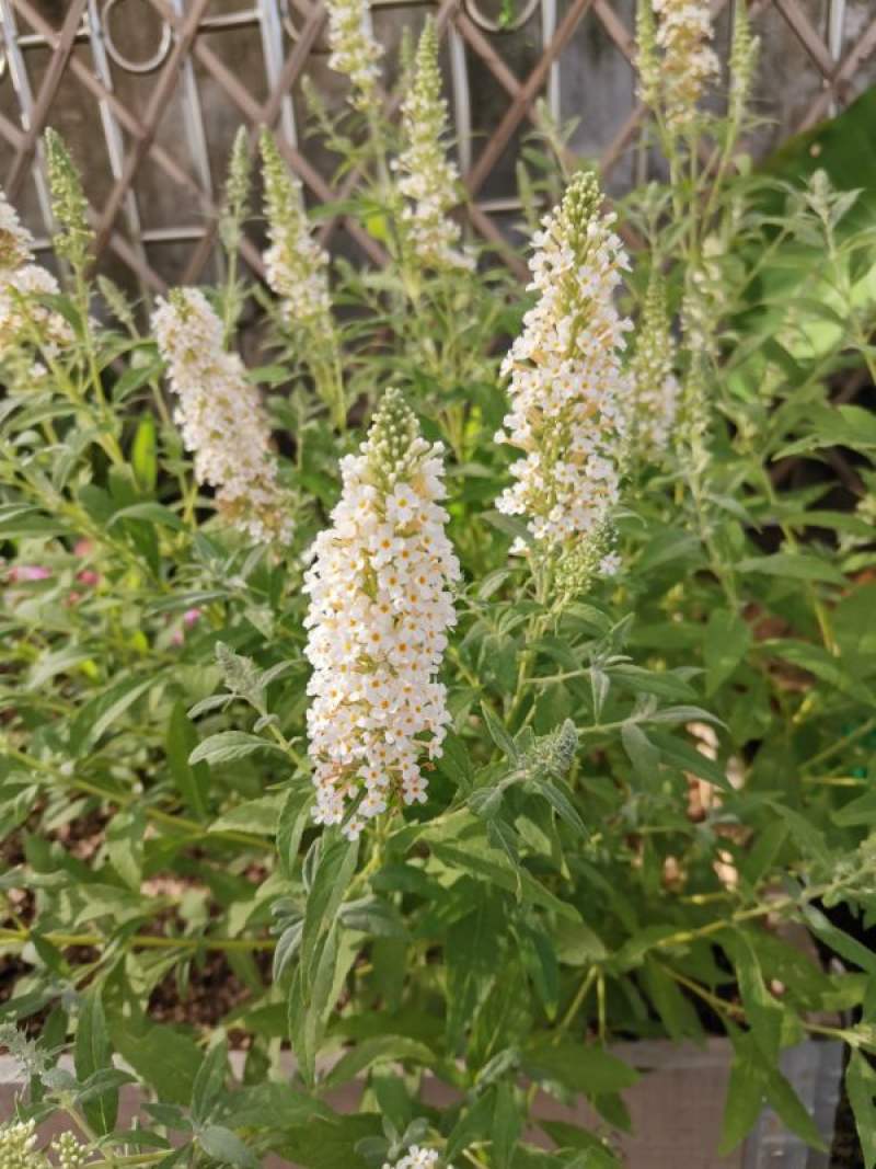 醉鱼草的种植方法及养护