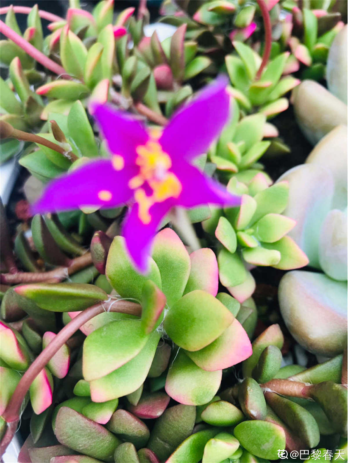 吹雪之松锦怎么养 怎么叶插 花百科 吹雪之松锦怎么养 怎么叶插 花百科
