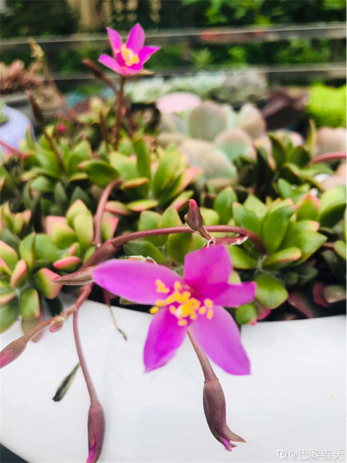 吹雪之松锦怎么养 怎么叶插 花百科 吹雪之松锦怎么养 怎么叶插 花百科