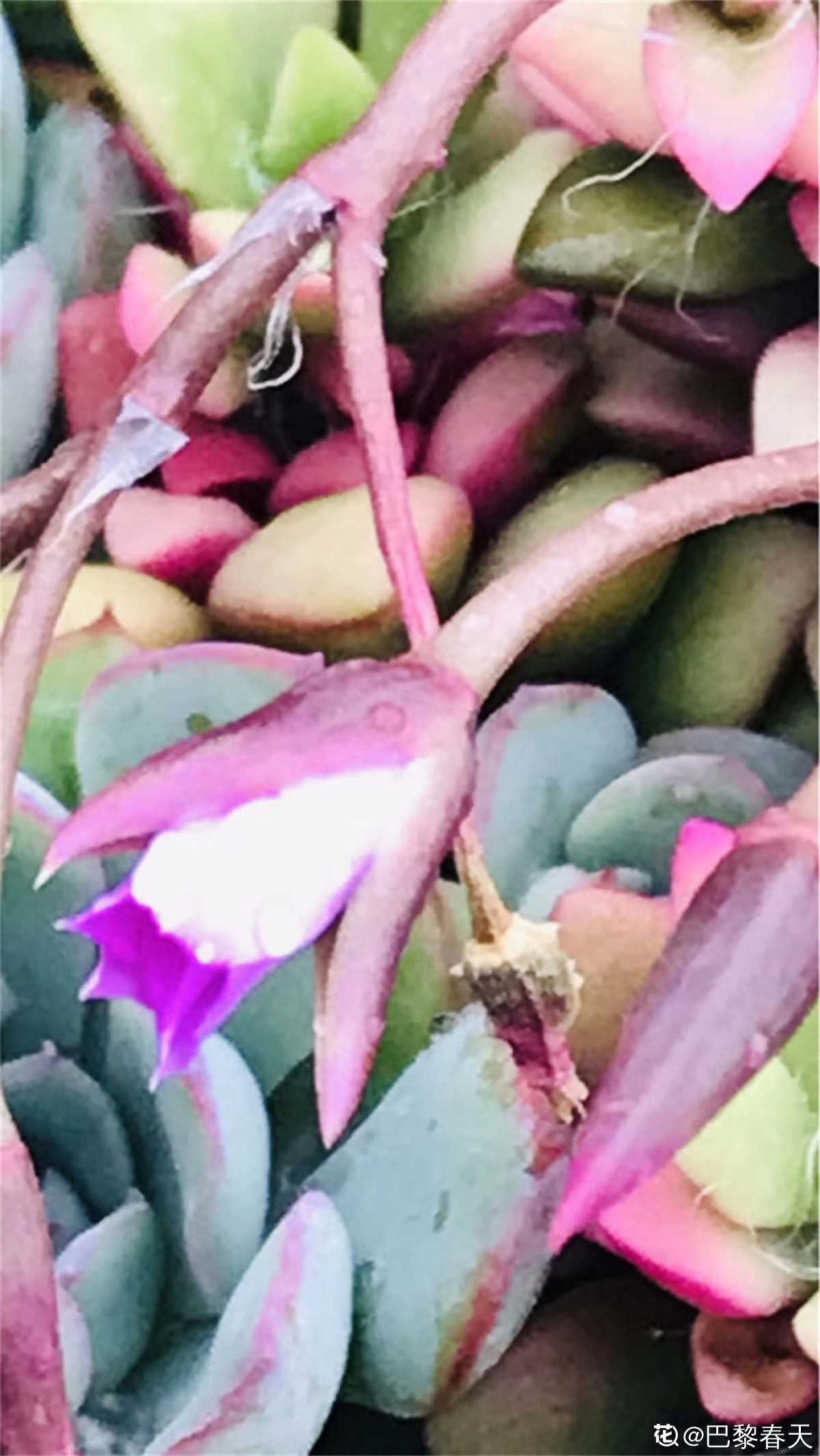 吹雪之松锦怎么养 怎么叶插 花百科 吹雪之松锦怎么养 怎么叶插 花百科
