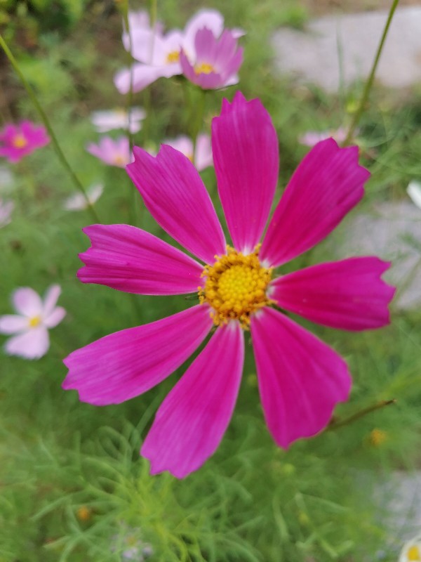 秋英花与格桑花图片