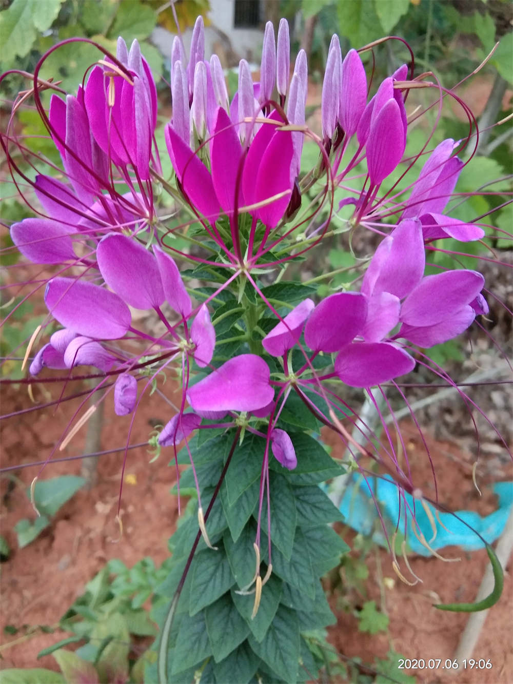 醉蝶花图片