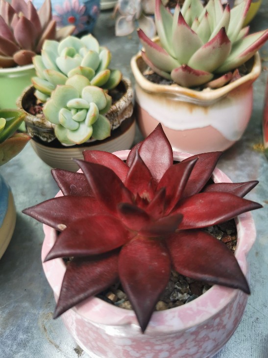 Light for Echeveria agavoides Romeo