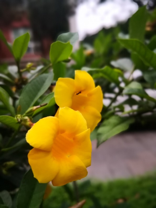 美美的黄蝉