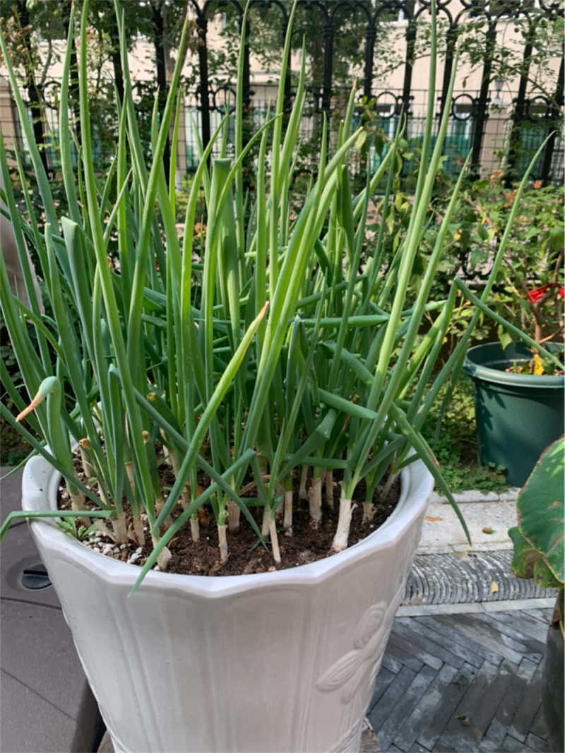 一,大葱的种植时间