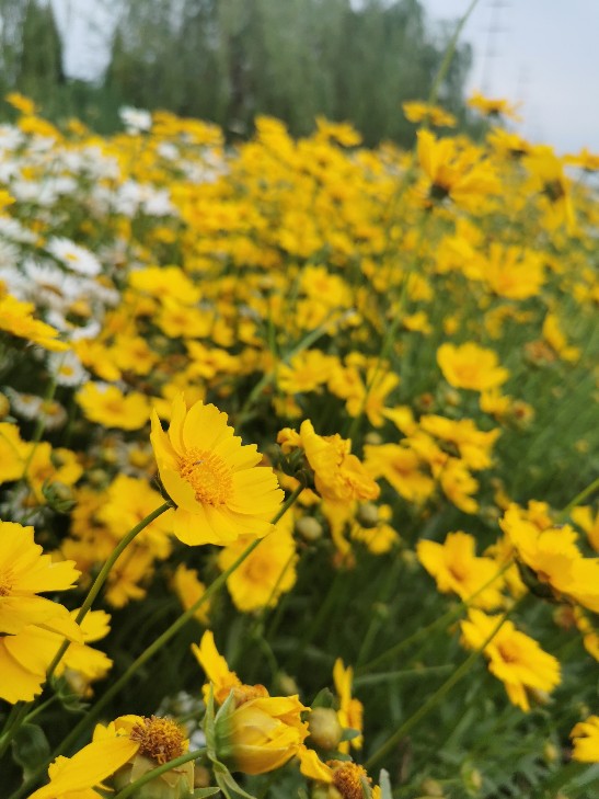 太阳花——大花金鸡菊