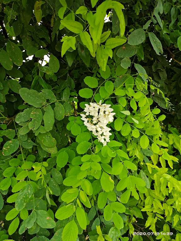 高山槐花开