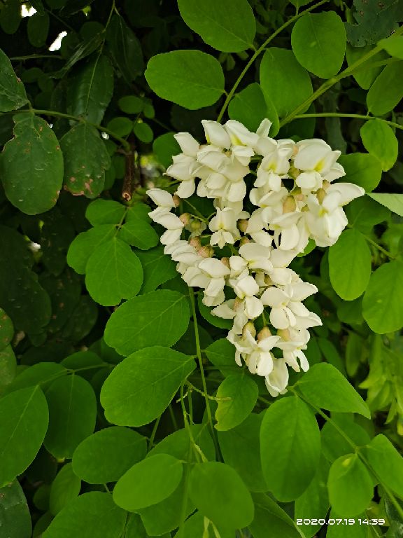 袅袅秋风多，槐花半成实