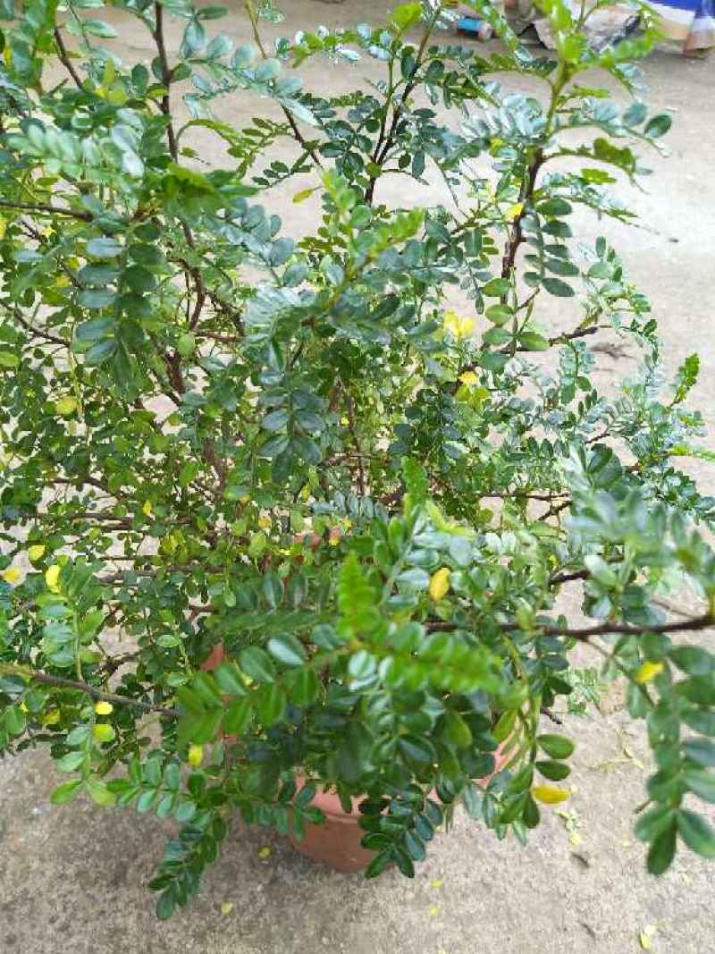 清香木的修剪步骤