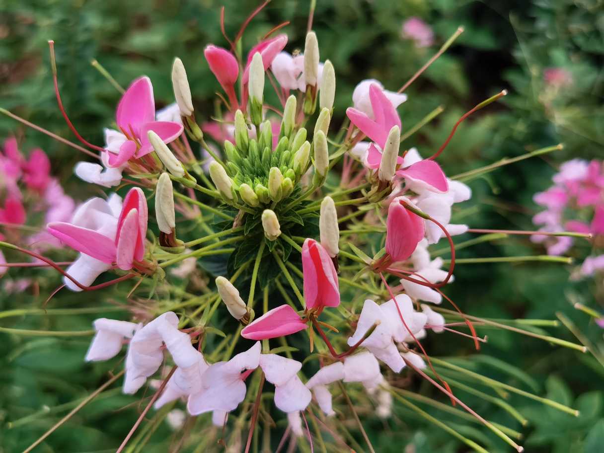 醉蝶花开花