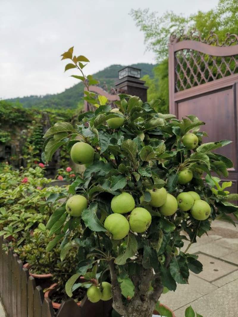 苹果