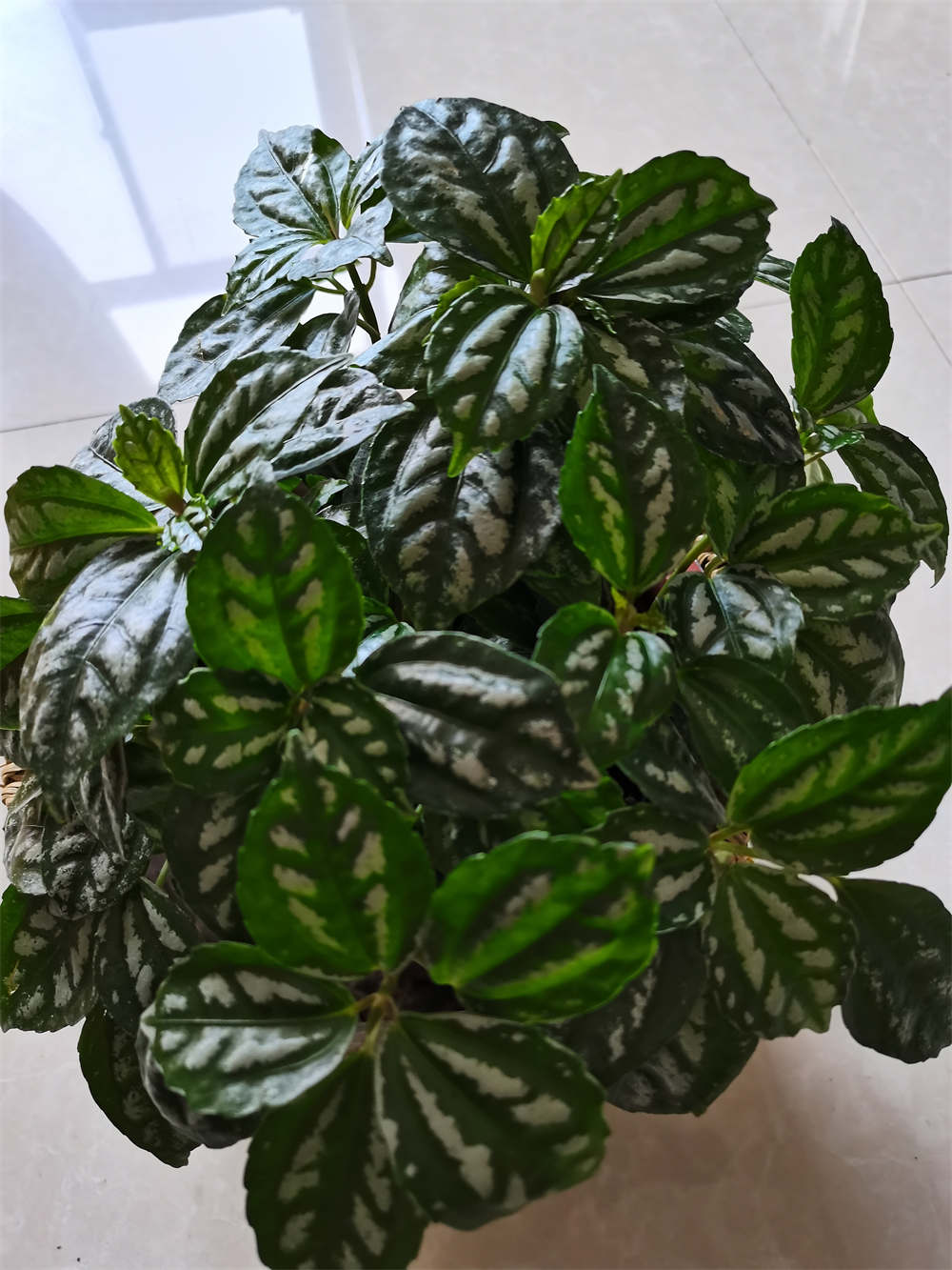 花叶冷水花是装饰的好材料