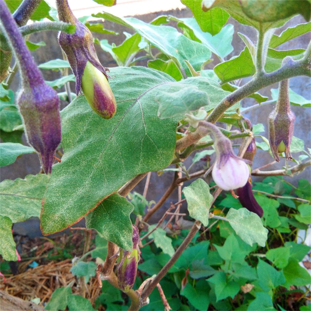 茄子立秋后怎样把枝剪掉 花百科