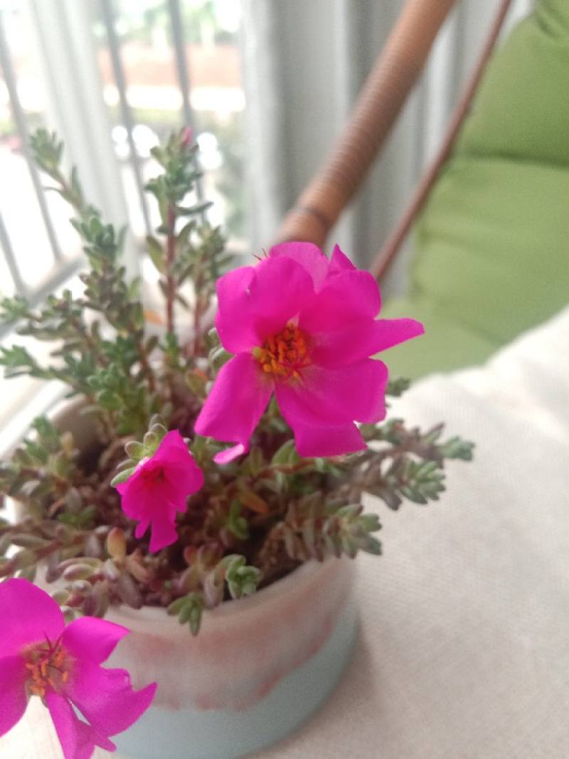 紫米粒多肉植物怎么养