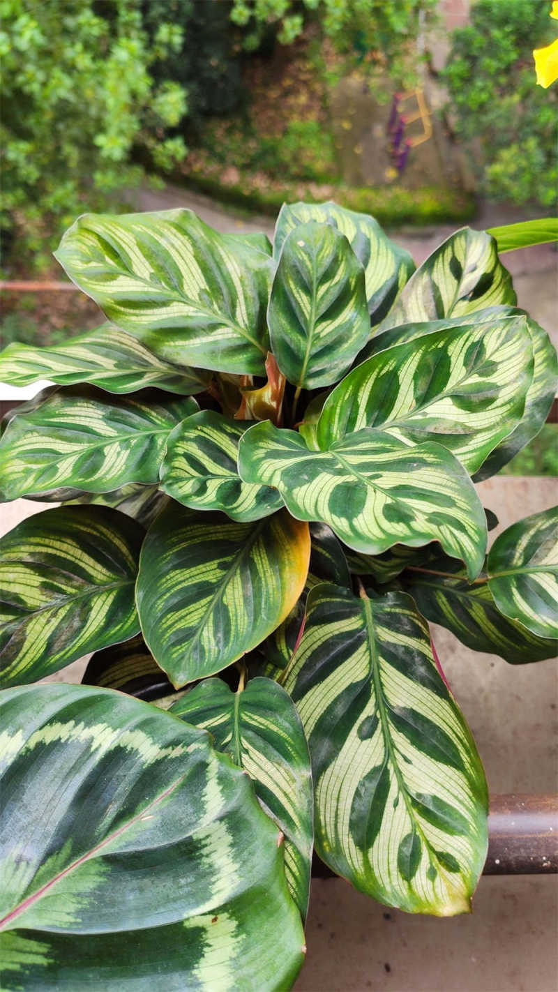 孔雀竹芋花语 - 花百科