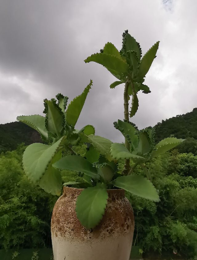 落地生根图片 花百科