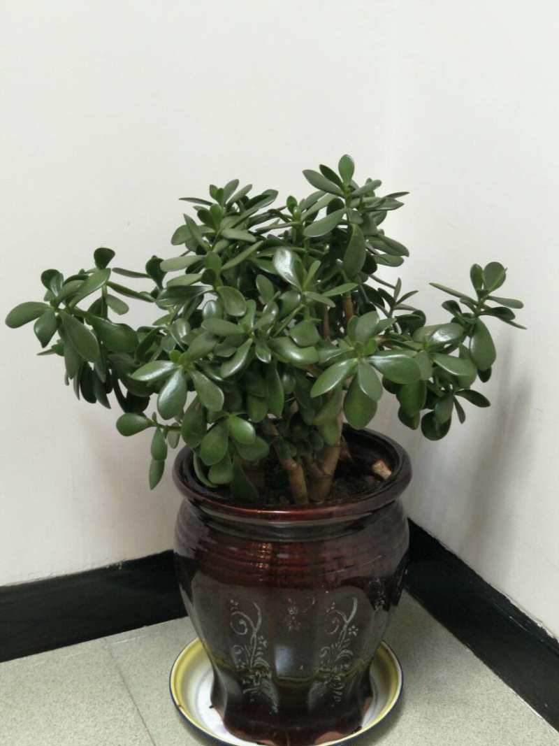 玉树换盆时间和方法