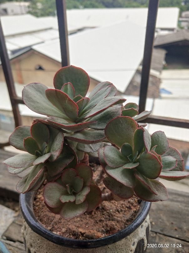 一大盆红粉台阁