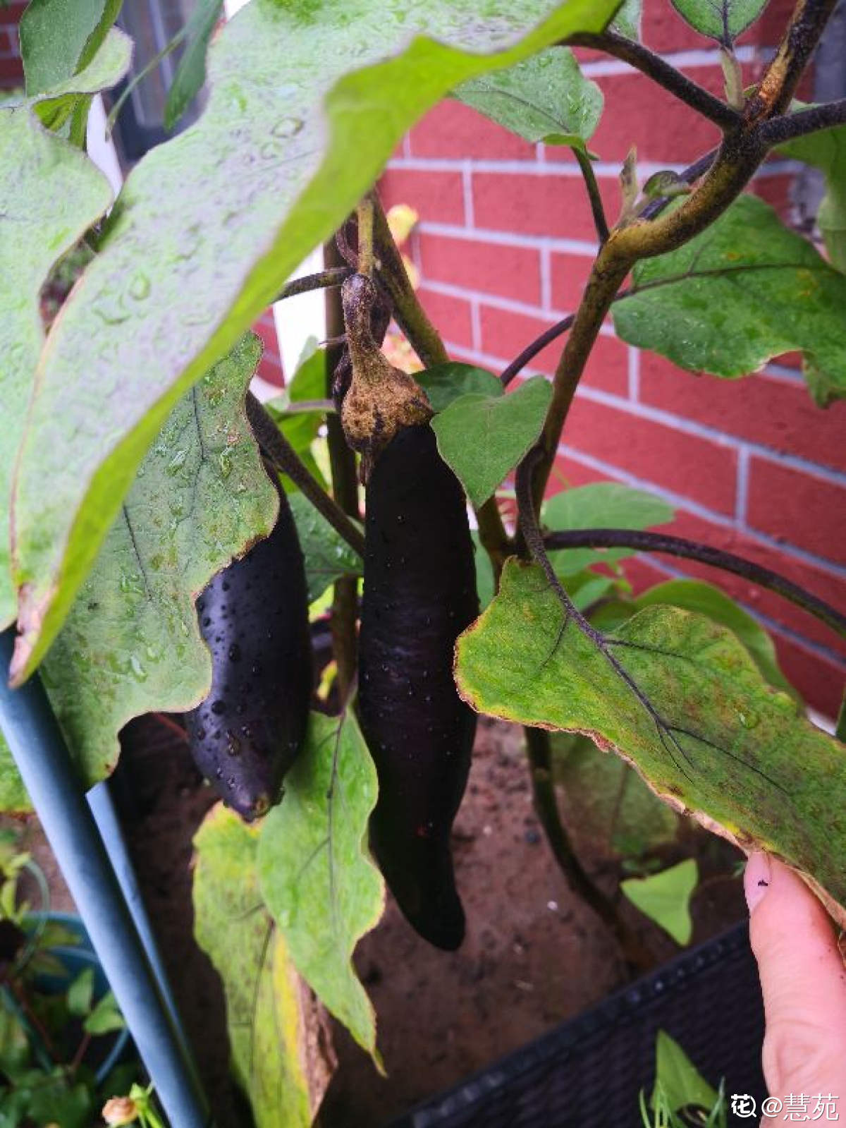 茄子立秋后怎样把枝剪掉 花百科 茄子立秋后怎样把枝剪掉 花百科