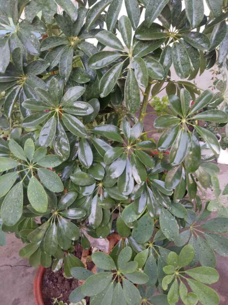 鸭掌木黄叶掉叶是怎么回事 - 花百科