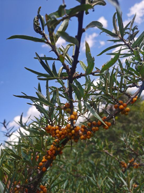 沙棘植株图片