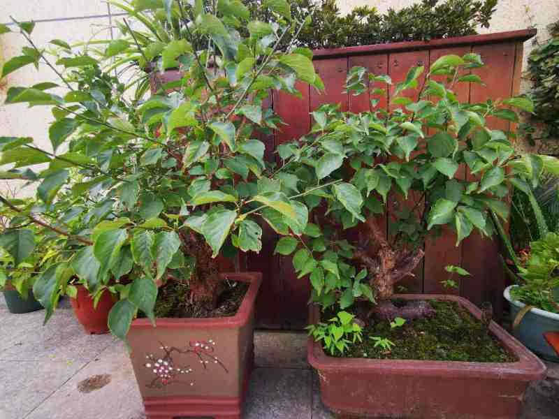 中华蚊母盆景冬季如何养护