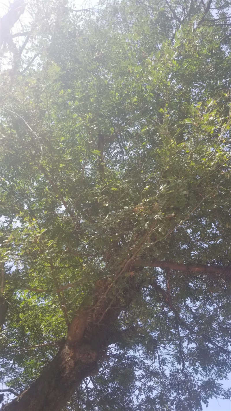 皂角树
