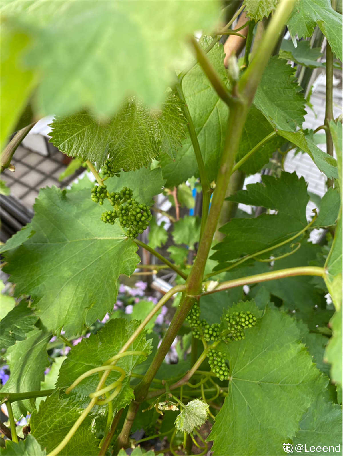 葡萄夏季修剪的时间及方法 花百科 葡萄夏季修剪的时间及方法 花百科