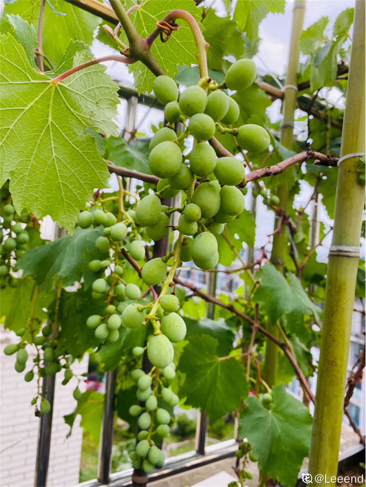 葡萄夏季修剪的时间及方法 花百科 葡萄夏季修剪的时间及方法 花百科