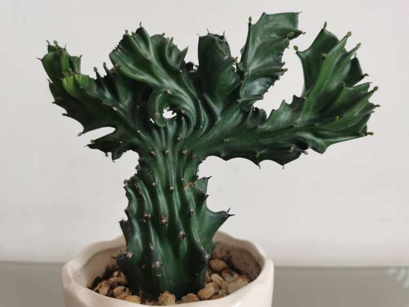 园土混合,在花盆底部铺上炉渣,将土壤装进去,然后将生根的麒麟掌栽种