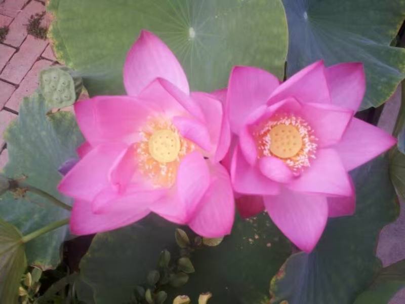 并蹄莲 并蹄莲