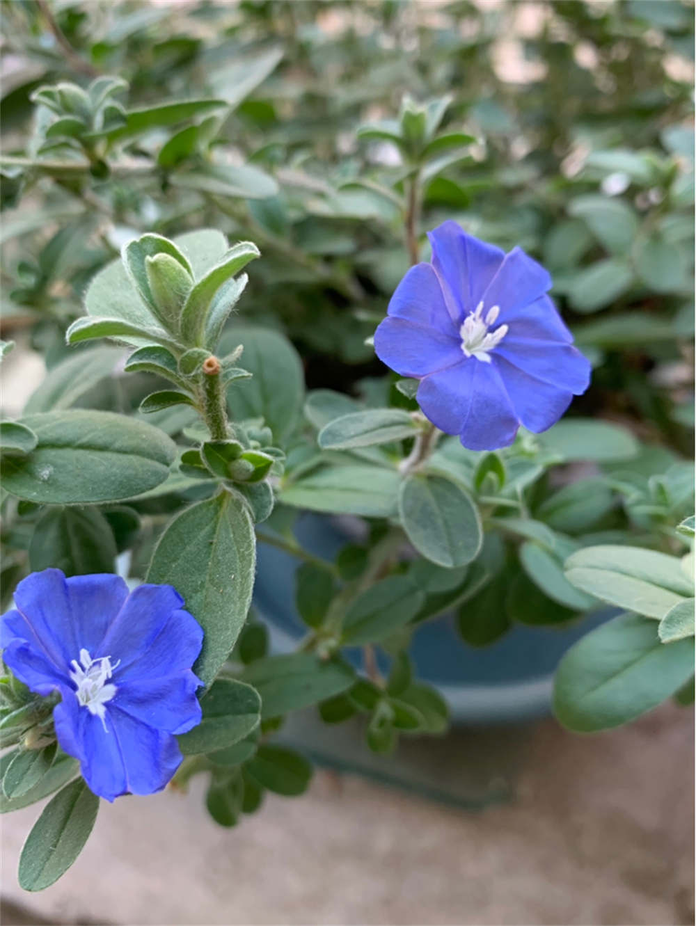 蓝星花图片 花百科