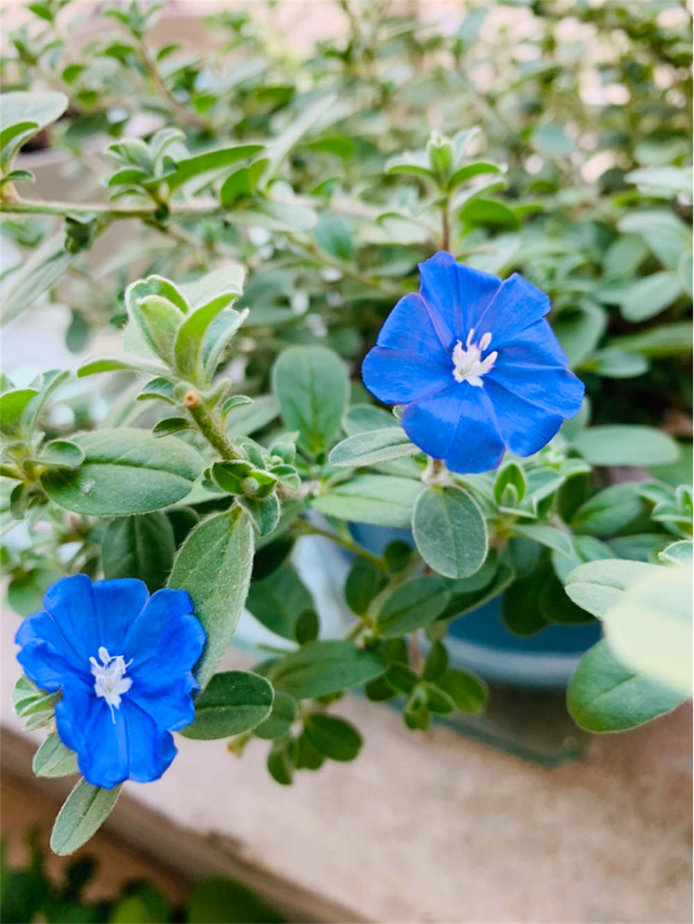 蓝星花群