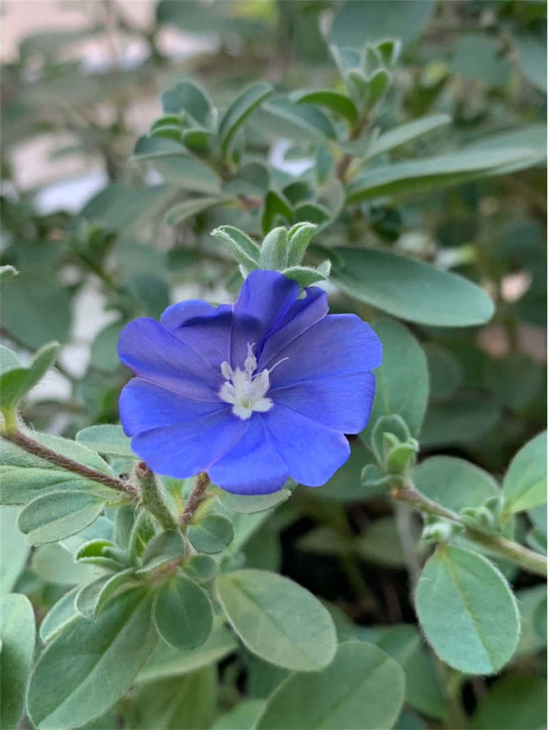 蓝星花的花语和寓意
