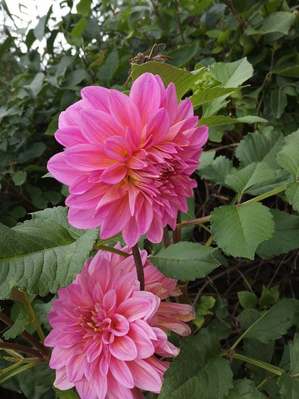 大丽花球根催芽方法 花百科